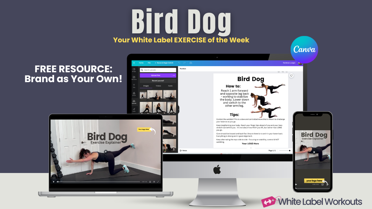 Read more about the article Bird Dog:  White Label Exercise Explainer